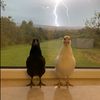 kakapo400