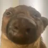 otter1292