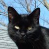 Son of Mamlana🐈‍⬛{CEO} Doings