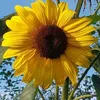 florica.flory3
