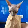 joebunguss