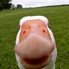gysokk_