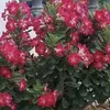 maria.helena.mach83