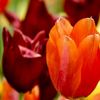 lifecolors70