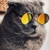 meowtrikz