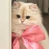 pink_horn42