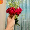 mylifelinea665