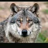 wolfeline2