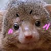 gefmongoose7