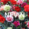 nevin.tamur