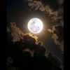 malak.ahmed4809