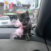 zira_ilovej