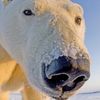 bear_overman0