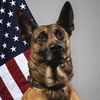 malinois.T9