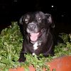 el.perrito.bandid