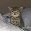 ttaituidayne