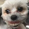 its.a.doggie