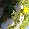 hasnw16