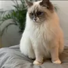 leprincerouge91