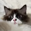 micoyandfriends