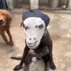 ngquocan1