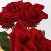indira.s83
