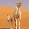 abdee0008