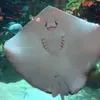 nanabanana249