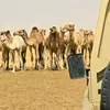 أوسوووك 97