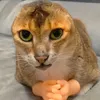 minicozt