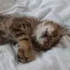 cleoissad