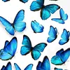 borboleta17.25