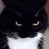 distinguished_dan