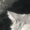 stvpid_1diot