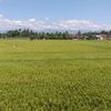 kifli_686