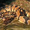 thepythonau