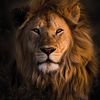 lion19685