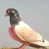 kamrangujjar585