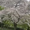 iulianailie73
