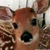 bucktootheddoll