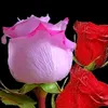 user29581018834240