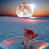 om.tamim70