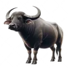 buffalo6252