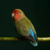 ailzia8