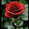 yahya.alhlabi1