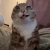 exoticcat6