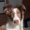frida.bordergaucha