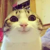 Смешные зверушки