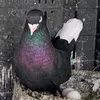 نوژدار🕊️فاو🌪️دهوكئ