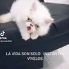 nenito995